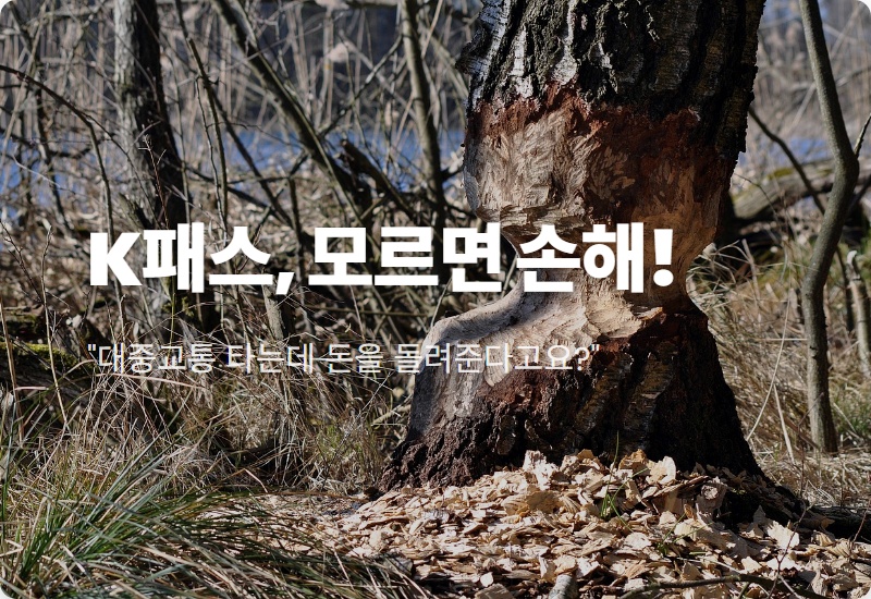 K패스 65세 이상 혜택, 2026년 파격 할인! 다자녀 꿀팁과 신청 방법 총정리